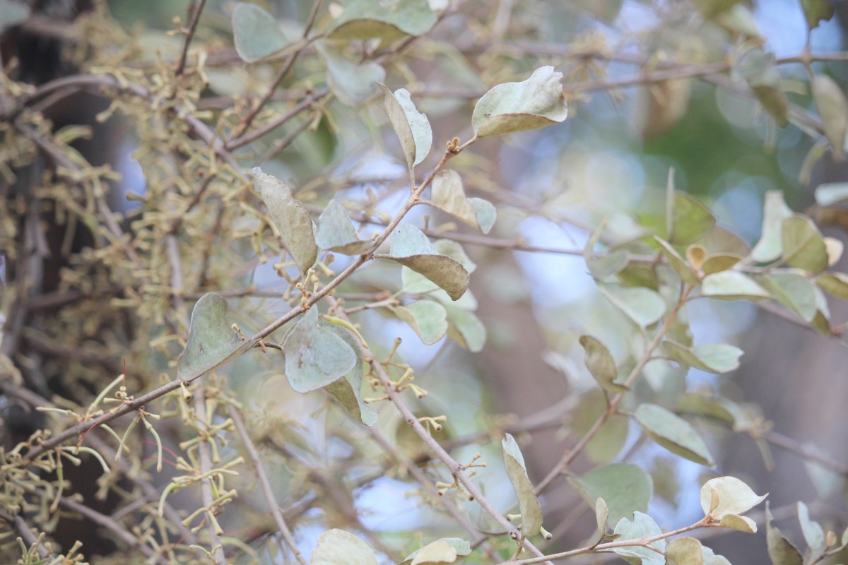 Scurrula cordifolia (Wall.) G.Don